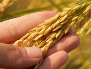 Le vinaigre de riz : le secret des sushis